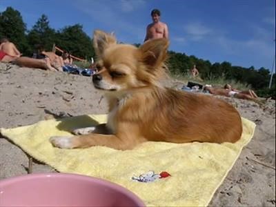 I'm a Cha-Cha-Cha Chihuahua. | The Dog Connection TV