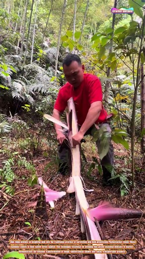 The Art of Harvesting and Processing Giant Moso Bamboo Shoots