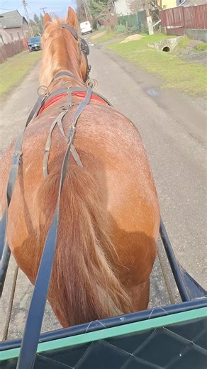 #basszadkiforyouba #csakasárga💛 #lovasok🍀👑