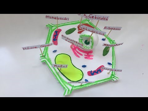 Bitki Hücresi Modeli