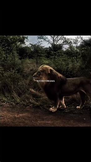 Always Remember 🙏 #lion #motivation #2026 #power