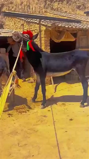 Discover the World of Donkeys on Bella's Channel