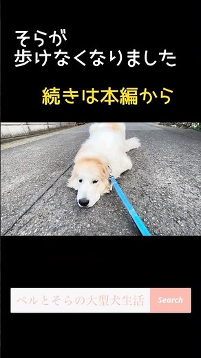 生後11ヶ月の超大型犬が歩けなくなりました