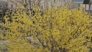 Forsythia bushes blossomed yellow flowers. Sunny spring day, the bush began to bloom yellow flowers. Beautiful bush in sunlight