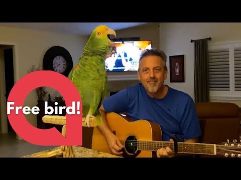 Melodious parrot enjoys singing Bon Jovi & The Beatles while his owner plays the guitar 🦜🎶🎸 | SWNS