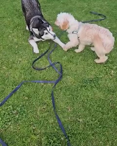 We often get asked if we have dogs ok with small dogs and the majority of the time the answer is huskies play rough… but every so often we have the rare dogs who are just brilliant with everyone.. Shadow is looking for her forever home and she definitely doesn’t let her age hold her back.. | Husky Rescue WA