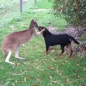 1K views · 73 reactions | Let's be friends  | Animal Lovers | Facebook
