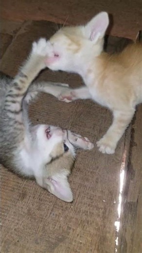 Tiny paws, happy hearts 🐾💛 #shorts #viral #cat #kitten