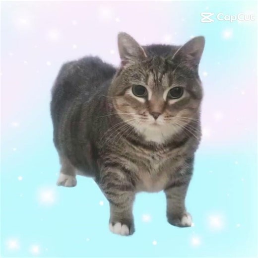 Dancing Funk | Cat #capcut