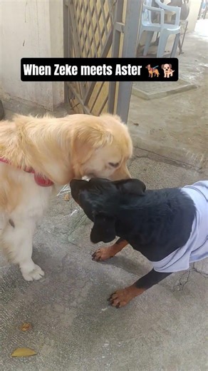 When Zeke Meets Aster 🐕🐕‍🦺#zeke #viral #shorts
