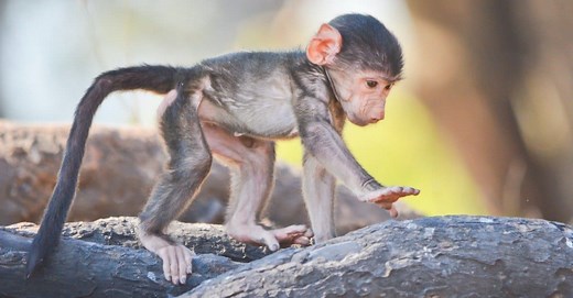 Baby Monkey: 5 Fascinating Facts and 5 Adorable Pictures