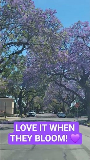Not history related, but love it when the Jacaranda bloom!
