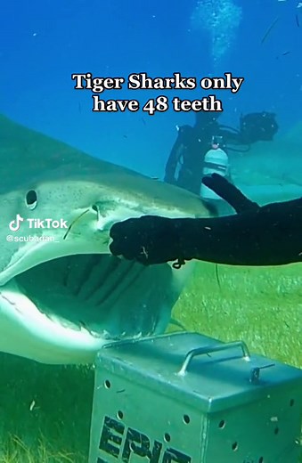 Tiger sharks have only 48 teeth! Compared to a #greatwhiteshark who has 300 teeth! The main food source for #tigersharks are turtles which means each tooth will be razor sharp!#sharkfacts #sharkfactsofttheday #shark #screammovie