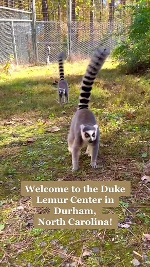 Duke Lemur Center on TikTok