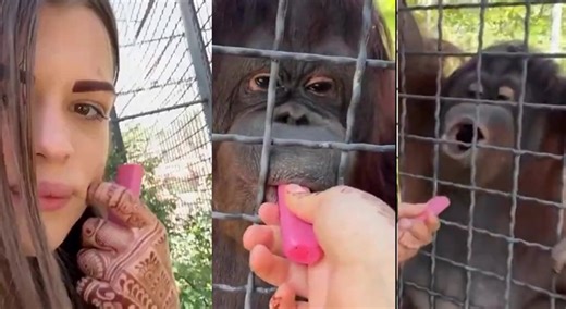 Russian boxer Anastasia Luchkina lets endangered orangutan hit the vape