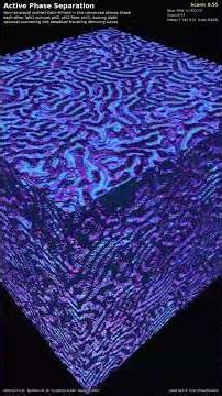 Active Phase Separation — 3D Cellular Automaton #Shorts