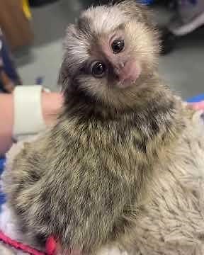 Common Marmoset Monkey Facts from a Vet