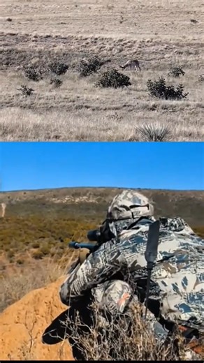 Silent Desert Oryx Relaxing Animal Video Sniper 🐐