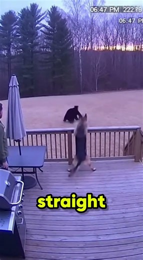 Hero Dog Protects Owner from Bear | Real Security Camera Footage | True Rescue Moments