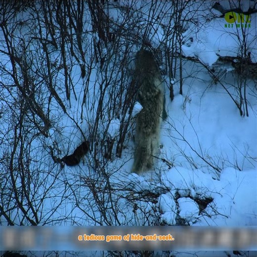 This is the fiercest pack of wolves humanity has ever witnessed. | I love animals.