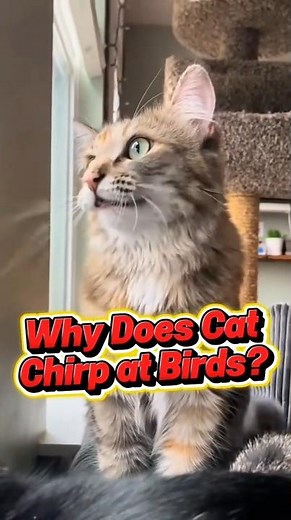 Why Cats Chirp at Birds? Reason Explained!