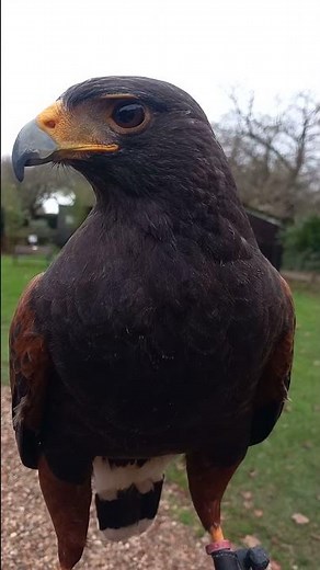 CLOSE UP ON HARRIS HAWK!
