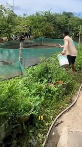 Quick Fish Feeding In Pond #farmingtips #aqualife #fishfarm | YNP Media