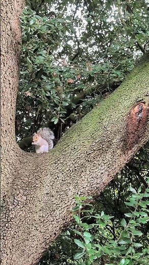 Two squirrels in a tree. #squirrel. #animals #nature