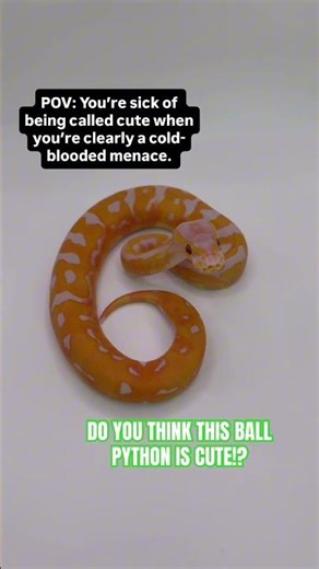 Do you think this Ball Python is CUTE!?