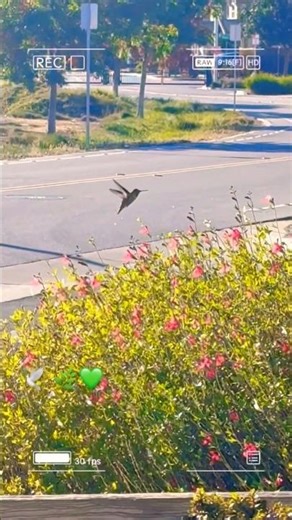 Hummingbird Captured in Stunning Slow Motion!