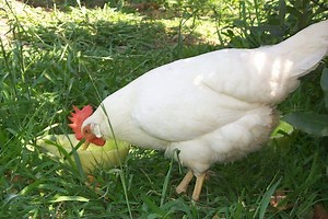 Chicken Craze — Not All It's Cracked Up to Be?