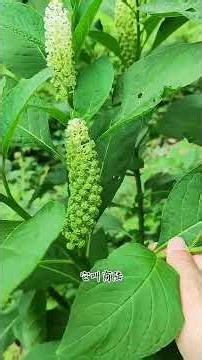 Spring's Revival: A Journey Through Sprouting Grass