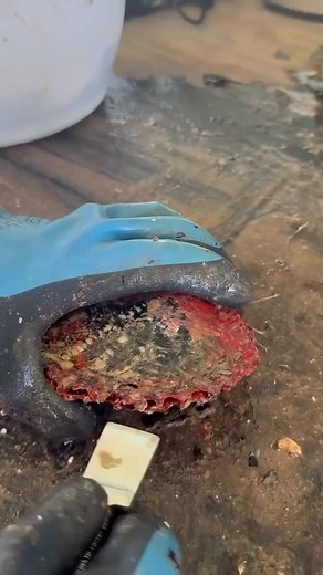 Explore Elegant Pearl Earrings for Every Occasion