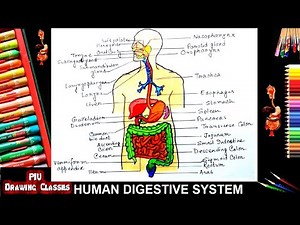 How To Draw Human Digestive System Diagram | Gastrointestinal Tract Organs Drawing Step By Step