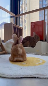 5.1M views · 9.2K reactions | ❤ #bunny #rabbitsofinstagram #binky #bunnylove #bunniesofinstagram #rabbitl | Happy rabit | Facebook