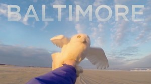 Watch This: Fantastic Nature Short Doc 'Secrets Of The Snowy Owl' | FirstShowing.net