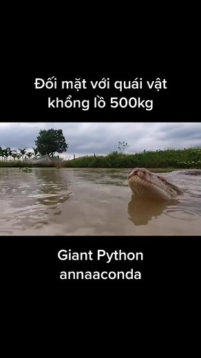 COBRA CARVING trên TikTok