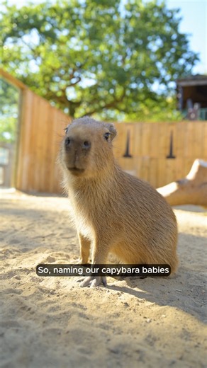 Capybara pup name reveal! 👀 #capybara #babies #namereveal