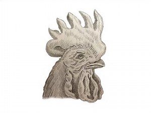 How to draw a Rooster step by step
