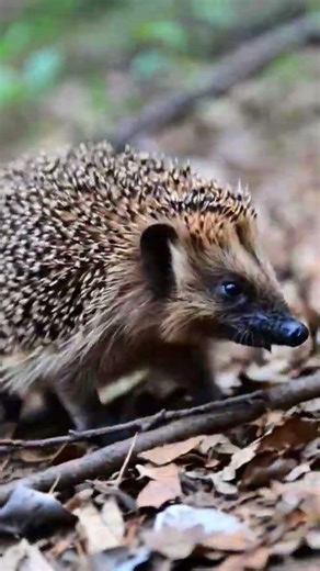 Real Hedgehog Walking Through Leaves | Adorable Wildlife 🦔