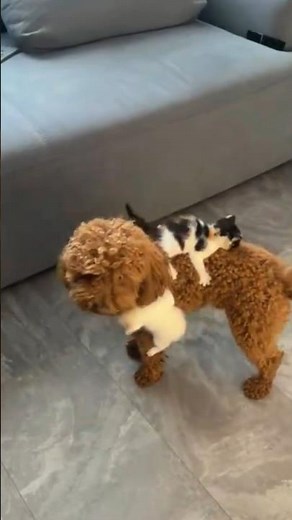 Cute Dogs & Adorable Puppy Moments | The Sweetest Dog Compilation Ever 🐶❤️