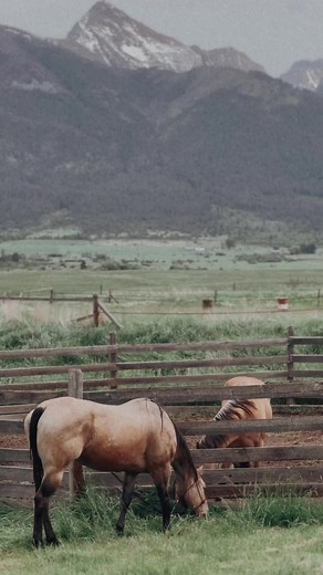 Our two blind buckskins, Hope and Spirit! Spirit hoping that Hope would share…••••••#blindhorse #blindhorses #buckskinhorse #buckskin #buckskinsofinstagram #buckskinhorses #quarterhorse #quarterhorses #quarterhorsesofinstagram #quarterhorsesarethebest #horselove #horseriding #horsepower #saveahorseridearescue #horselife #horseofinstagram #horsegram #horseblog #horsepassion #equinebusiness #equine #equinelife #equinesofinstagram #equestrainlife #equestrians #equestrianlifestyle #missionmountains 