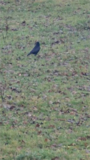 Carrion Crow walking on grass and than flies away