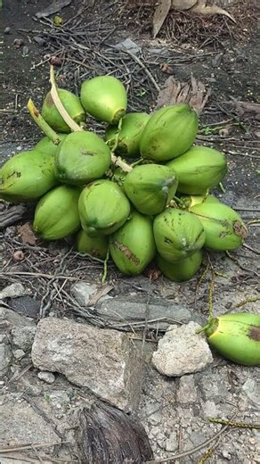 Pollachi Tender Coconut Contact for more details +917973693549 #trending #shorts #viral #viralfeeds