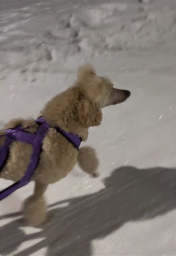 Exploring Salsa: The Weight-Pulling Poodle Champion