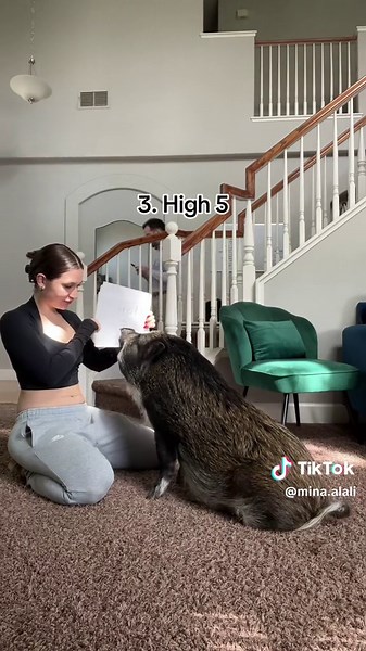 Teaching My Pig to Read!! - Sit, Kiss, High 5, Jump