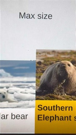 Polar bear vs southern elephant seal!