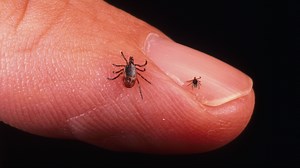Everything you need to know about preventing tick bites