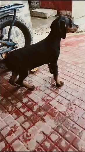 FUNNY Doberman Moments Caught on Camera!Dobermans: The Funny Side