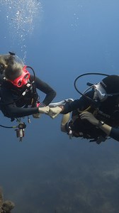 12 reactions |  Enhance Your Dive with Nitrox! Ready to take your...